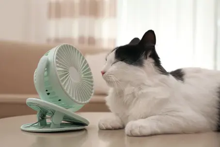 cat cooling off in front of fan